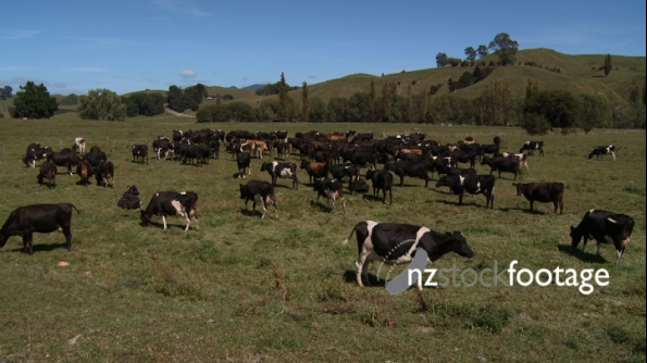 Dairy Cows Green Hills 1 1172